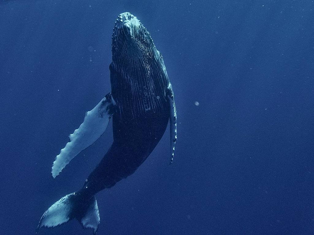 Chapultepec tendrá una experiencia gratuita sobre el océano esta Semana Santa: ¡verás una ballena de 24 metros a través de realidad virtual!