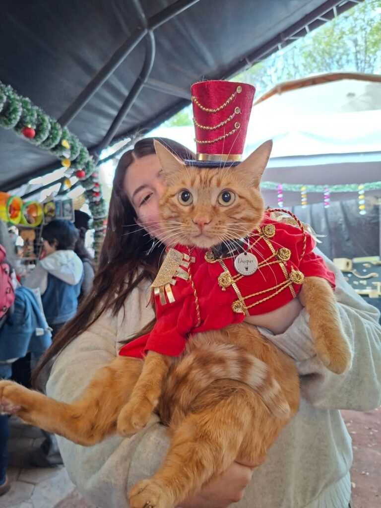 Gatitos en adopción, comida y más en el Miau Fest 2026 en CDMX: ¿cuándo y dónde será?