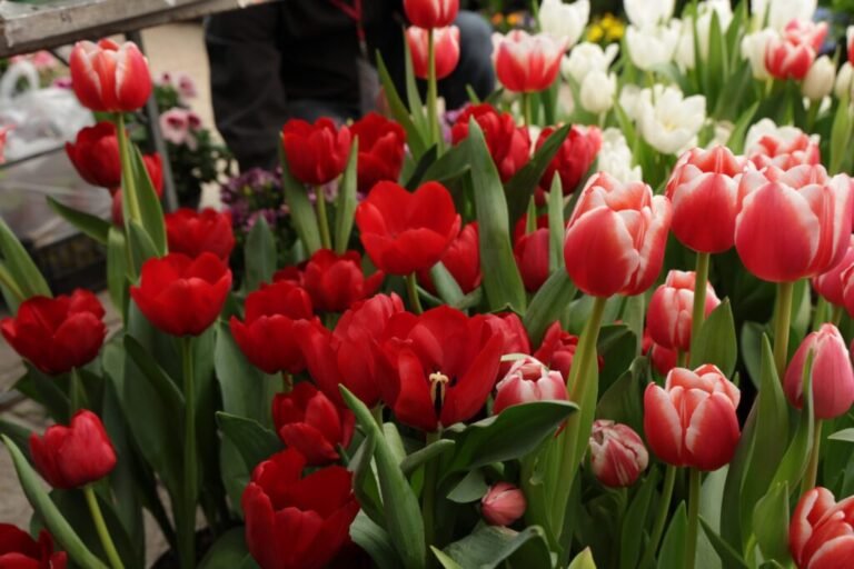 Inicia el Festival de Flores de Primavera en CDMX: elige entre 10 mil especies para llevar a casa