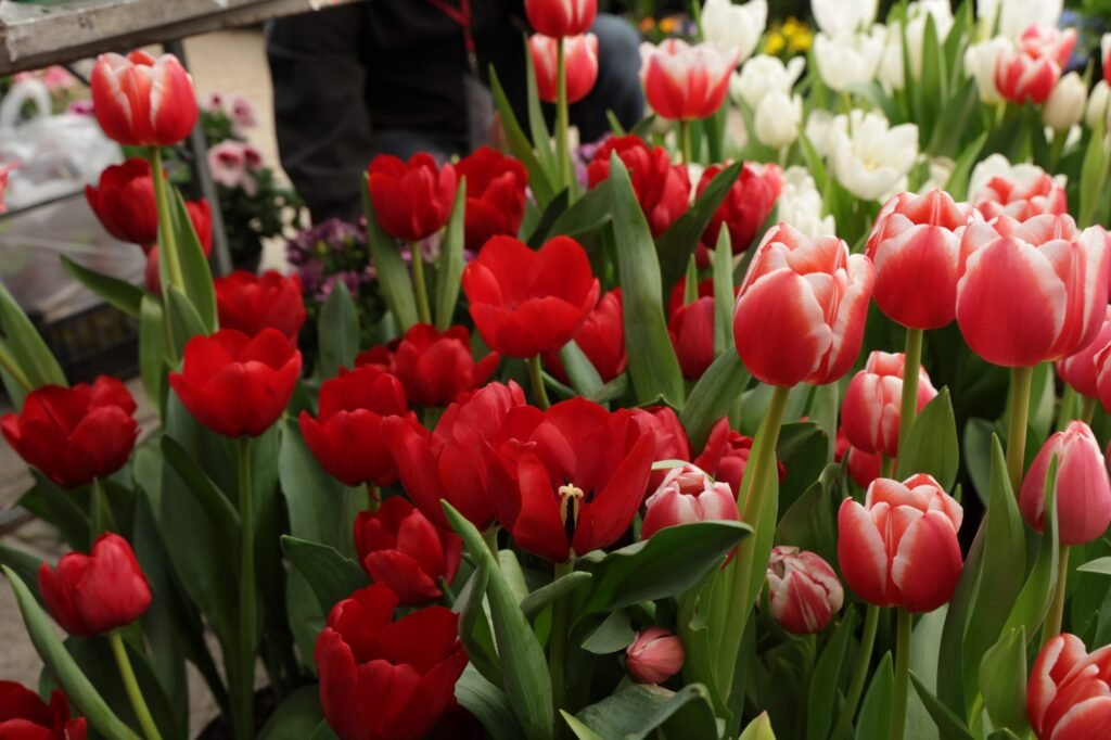 Inicia el Festival de Flores de Primavera en CDMX: elige entre 10 mil especies para llevar a casa