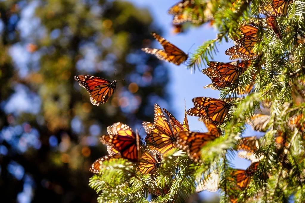 La mariposa monarca se recupera: crece 64% su presencia en bosques mexicanos
