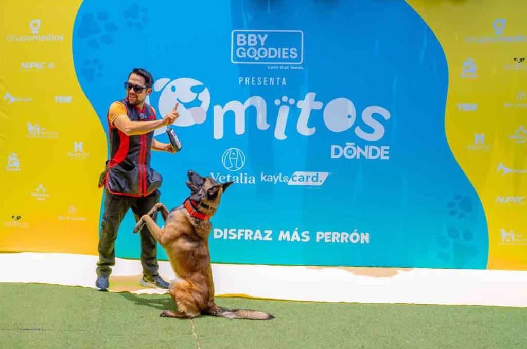Lomitos Dónde Ir 2026: bazar gratuito para perros en el Wooftop Condesa