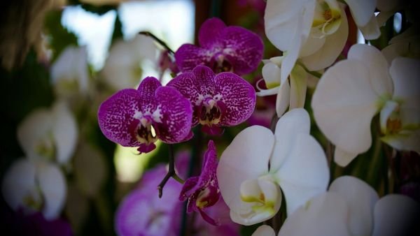 Orquidarios en la CDMX para comprar y aprender a cuidar las tuyas