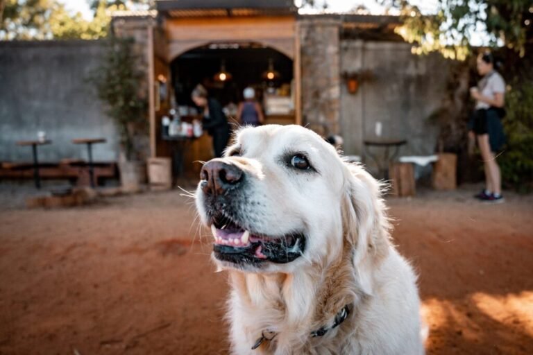 ¿Sin planes para tu mascota? Lánzate al Pet Fest 2026 en la CDMX