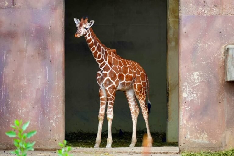 Como Punch, esta jirafa fue rechazada al nacer en CDMX; hoy busca nombre y tú puedes elegirlo