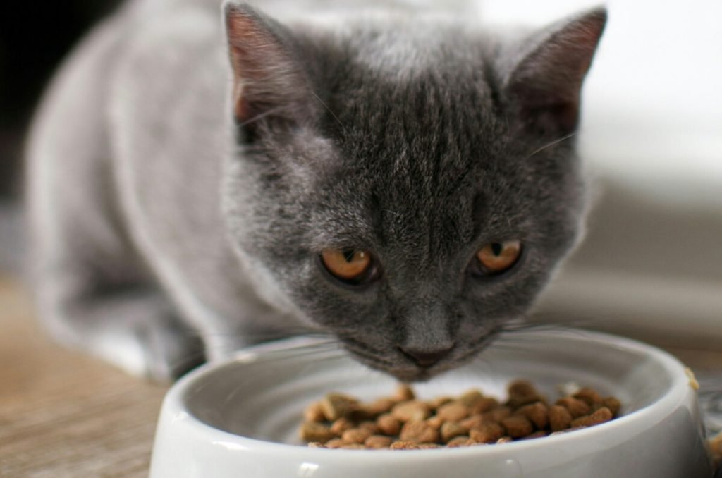 ¡Cuidado! Estas son las peores croquetas para gatos, según PROFECO