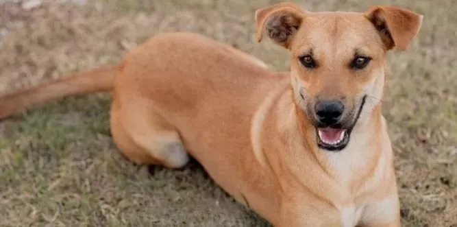 El perro caramelo: el lomito de la calle que se volvió símbolo nacional