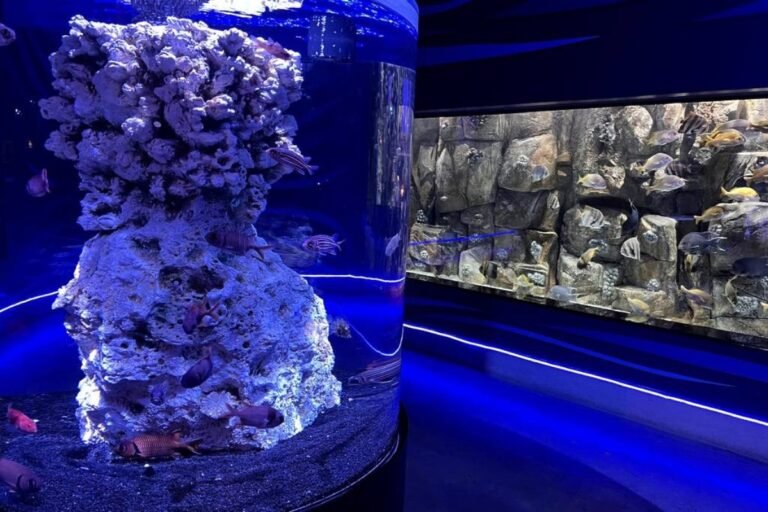 Este acuario de CDMX tendrá promociones en vacaciones de Semana Santa: boletos desde $149 y horarios clave