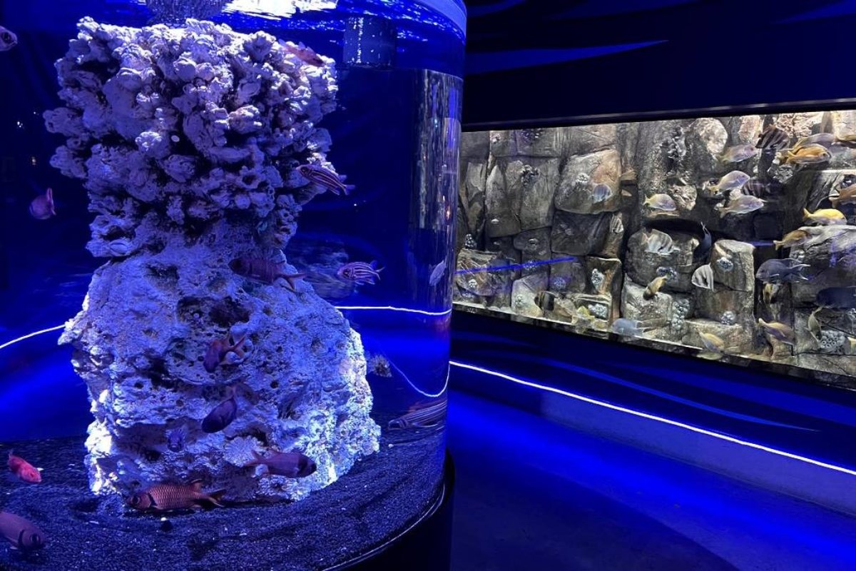 Este acuario de CDMX tendrá promociones en vacaciones de Semana Santa: boletos desde $149 y horarios clave