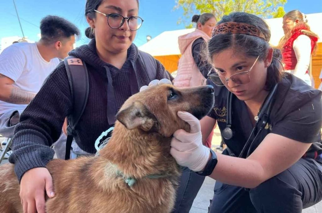¡Esterilización GRATIS en CDMX ! Participa en la Campaña AGATAN para razas pequeñas