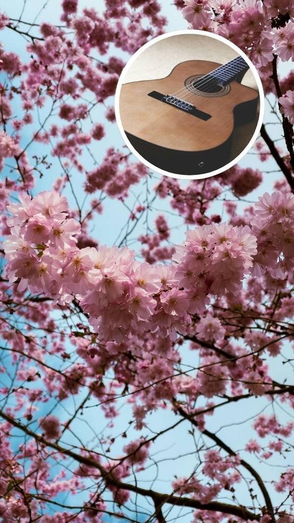 Homenaje a la flor de sakura en este museo de CDMX: disfruta un nostálgico concierto de guitarra que te hará sentir entre árboles de cerezos