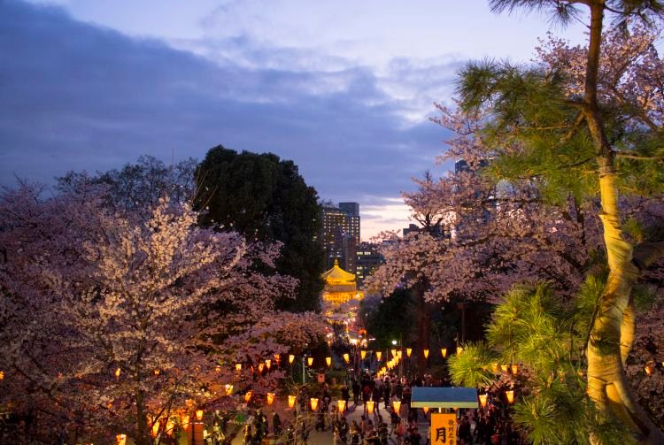 Lugares perfectos en Japón para ver sakuras